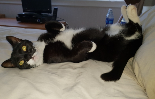 Lost our little furry boy yesterday
