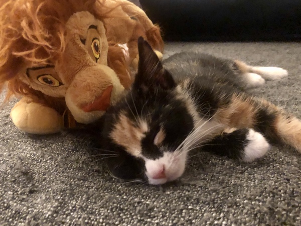 What is your favourite colour of cat ?
