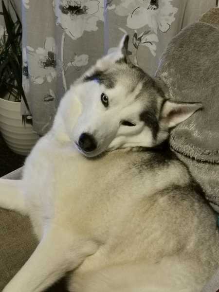 Should we get another dog?