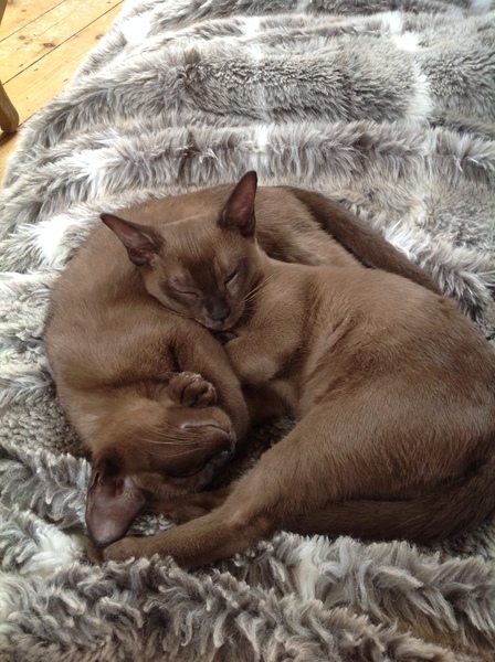 What is your favourite colour of cat ?