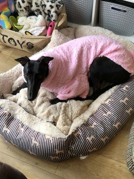 Whose dog is the cutest?