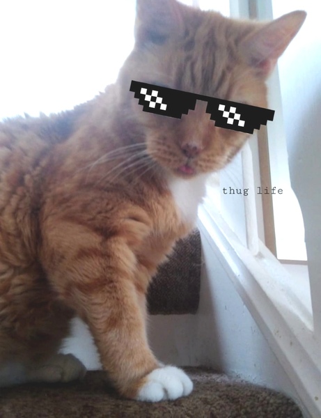 Thug Cat part 2. What, has this thing appeared again tonight?