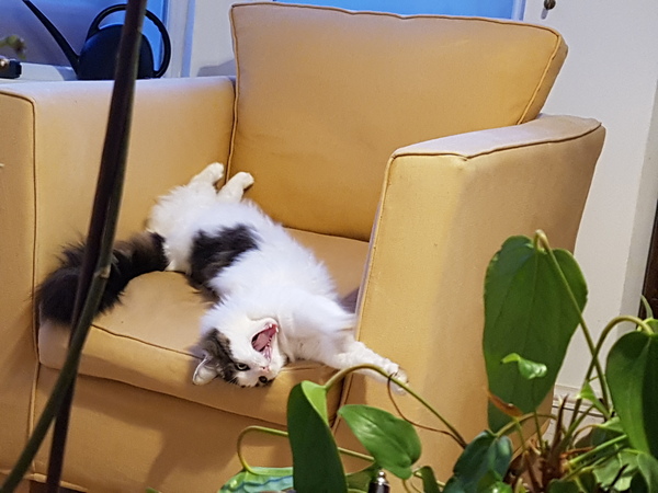 Smooshy belly thread.