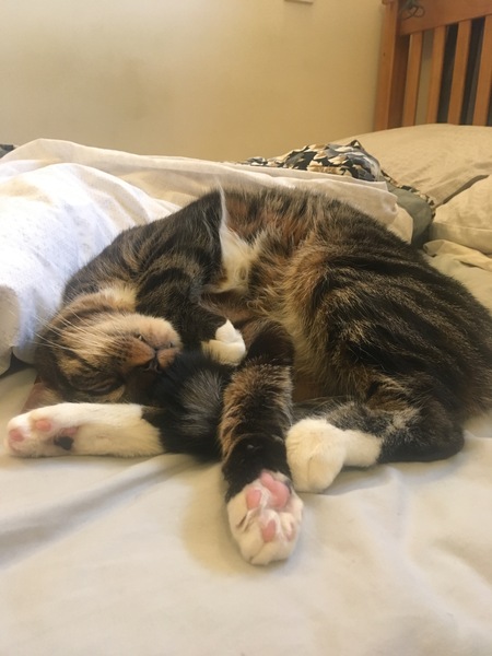 I am thinking a festive toe bean thread??