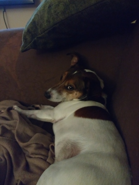 JRT refusing to go in garden for late night wee