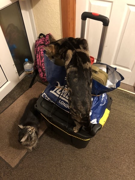 Cat chat - The Ollie and Paws show, with extra Little K drama