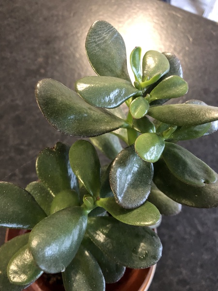 What plant is this?