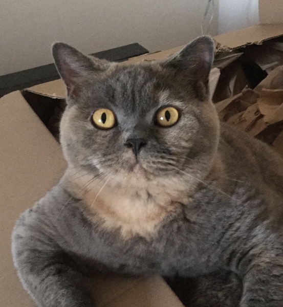 Cat insurance help