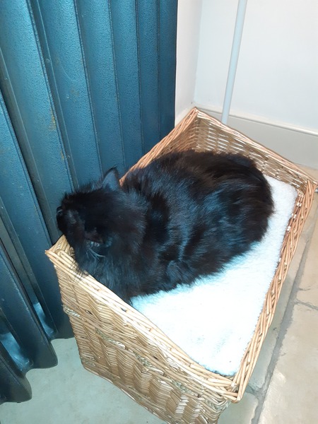 What's your DCat up to today? (Thread 7!)