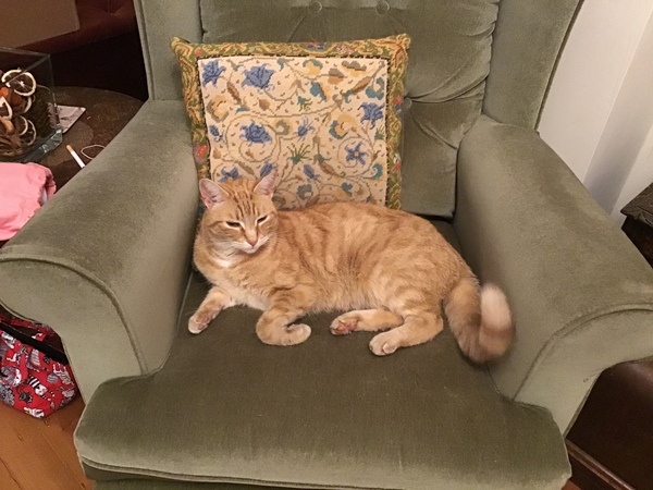 What is your favourite colour of cat ?