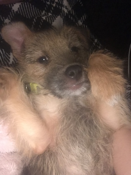 Whose dog is the cutest?