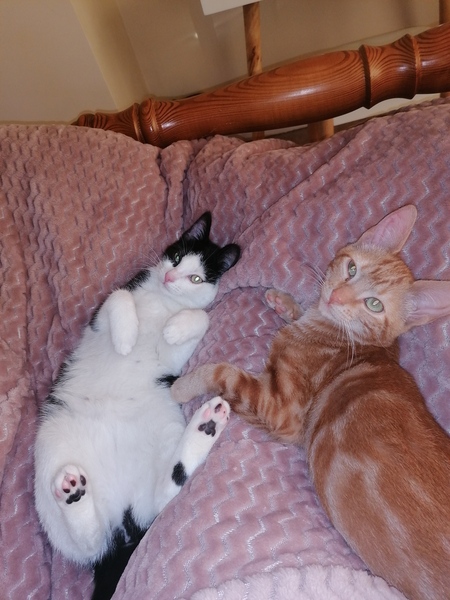 Afraid to let kittens outside in case they never come back