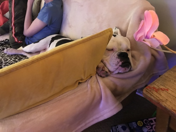 Does anyone have a dog that won’t go for a walk?