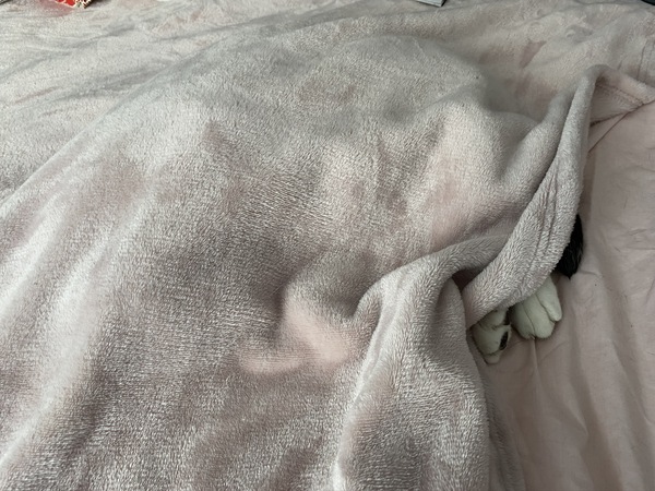 Spot the Harry Puss!