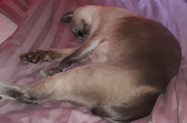 I am thinking a festive toe bean thread??
