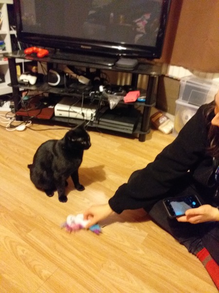 Cat chat - The Ollie and Paws show, with extra Little K drama