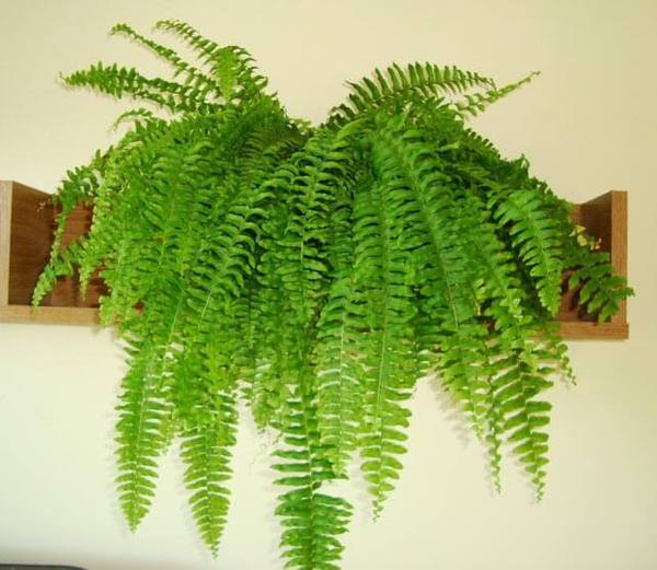Houseplants - eventual heights
