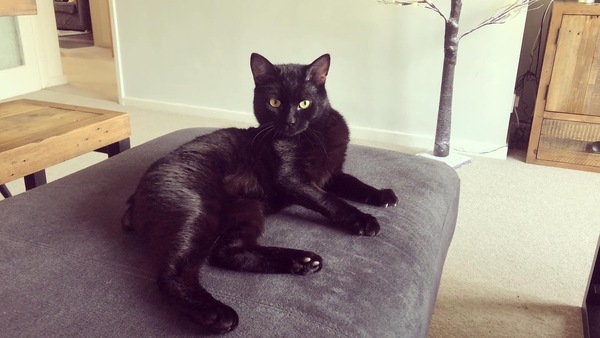What is your favourite colour of cat ?