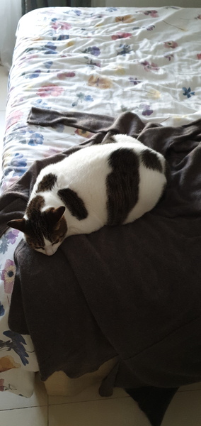 Is it completely crazy to buy DCat her own cashmere blanket?