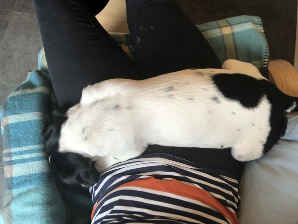 In work and pup’s home alone-I’m so anxious!