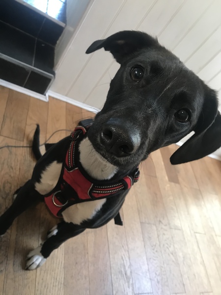 Whose dog is the cutest?