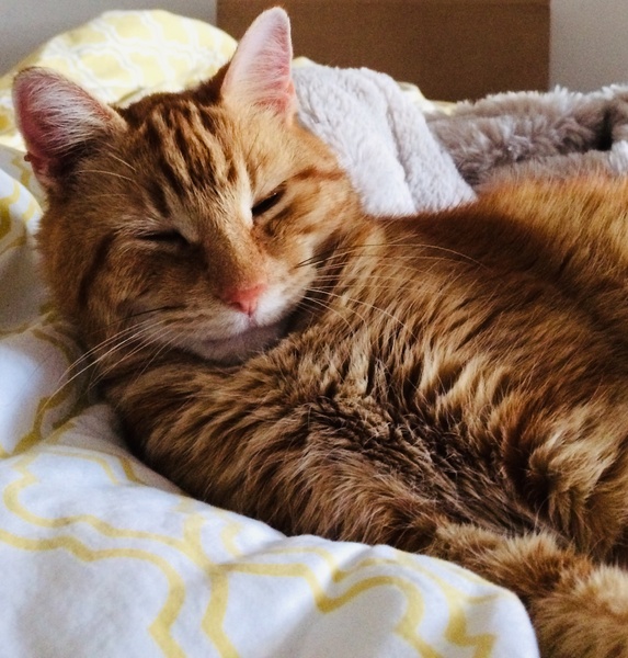 What is your favourite colour of cat ?