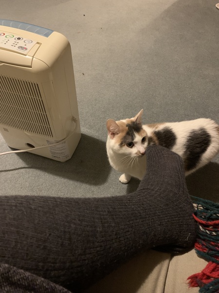 New foster