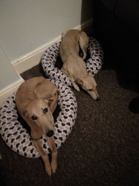 If you have a small(ish) dog what dog do you have and why did you choose them?
