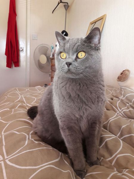 What is your favourite colour of cat ?