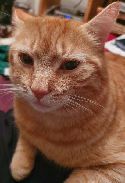 What is your favourite colour of cat ?