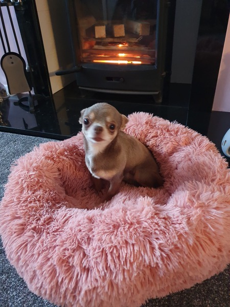 If you have a small(ish) dog what dog do you have and why did you choose them?