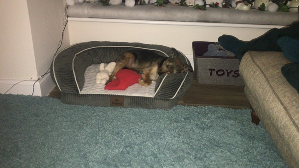 How spoilt is your dog?