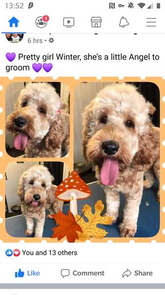 Whose dog is the cutest?