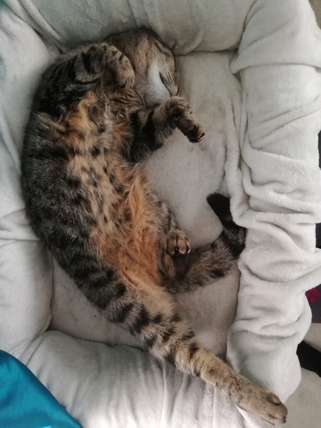 Why won't the cat leave my toddler alone?
