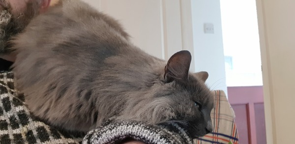 Tell me about your pet’s most annoying habits