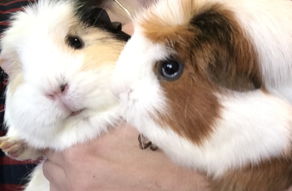 Why are the pigs being so tetchy?