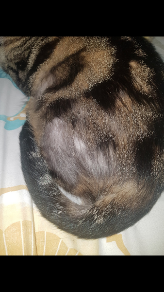 Really worried about my balding cat