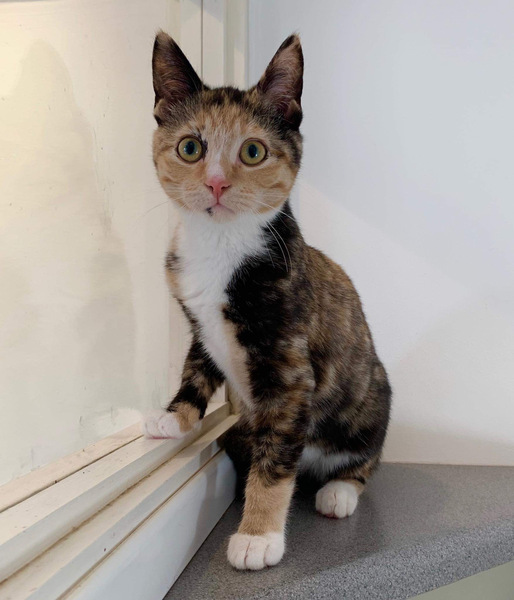 Does your kitten run from room to room jumping on everything?