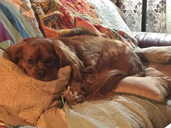 Whose dog is the cutest?