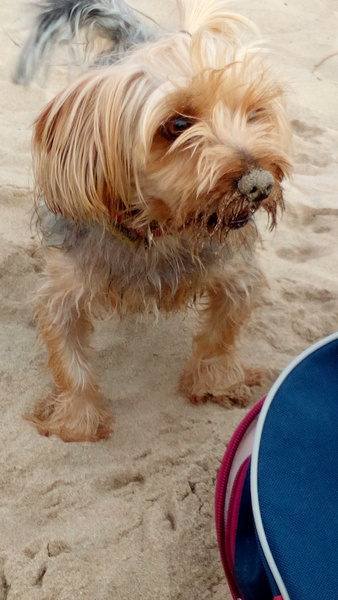 Whose dog is the cutest?