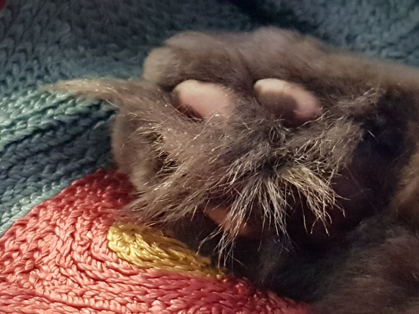 I am thinking a festive toe bean thread??