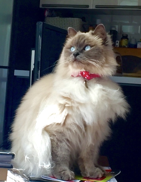 What is your favourite colour of cat ?