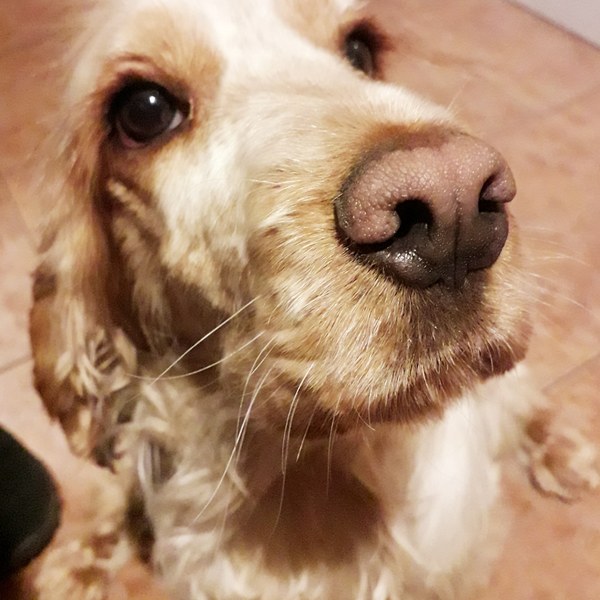 Going to look at a cockerpoo puppy this morning