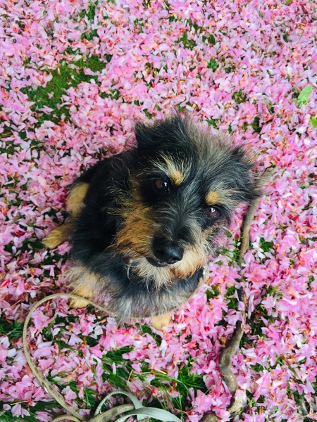 Anyone adopted a dog from Romania