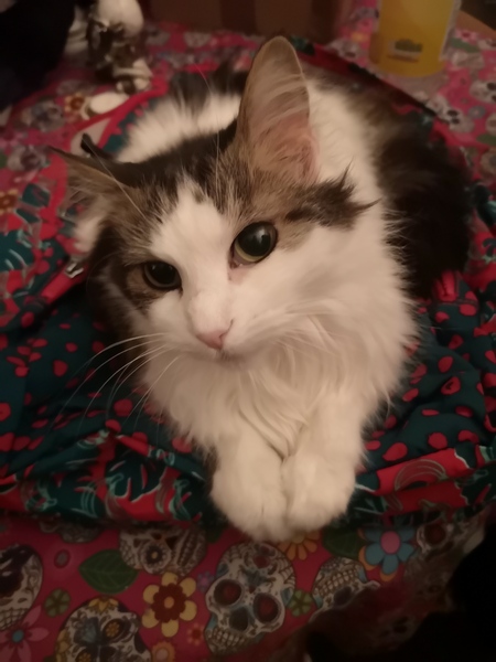 What breed could my cat be?