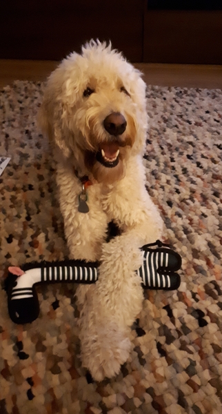 Whose dog is the cutest?