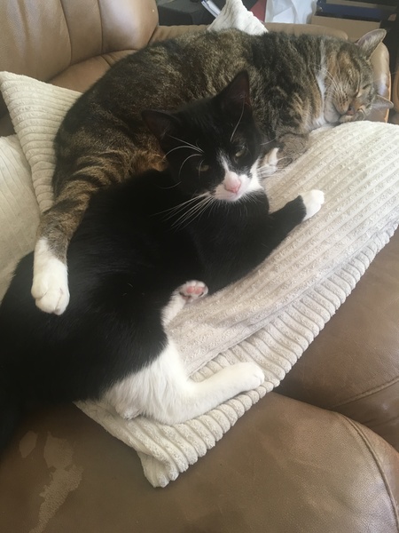 Cat chat - The Ollie and Paws show, with extra Little K drama