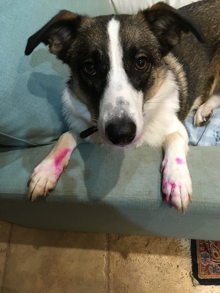Can my dog join mumsnet?