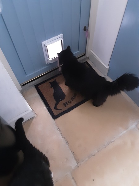 What's your DCat up to today? (Thread 7!)