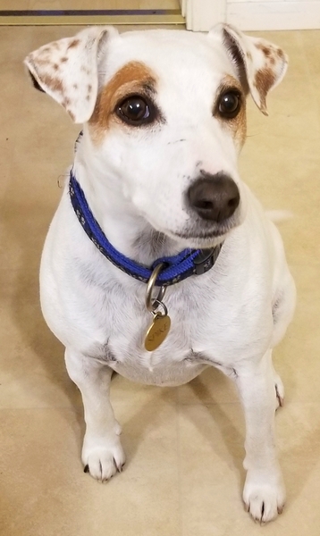 Whose dog is the cutest?